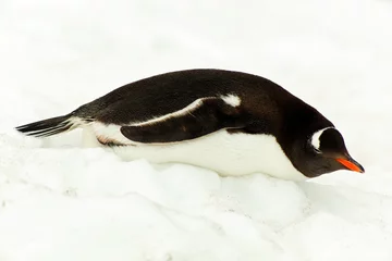 Foto op Aluminium Gentoo penguine, lying in snow, Antarctica © Guido Amrein