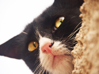 schwarz-weiße Katze,  13, close-up, von unten
