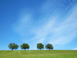 Fototapeta premium Bäume mit Himmel 31