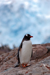 Fototapeta premium Single Gentoo penguine, in front of huge glacier, Antarctica
