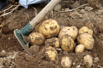 Kartoffeln werden geerntet
