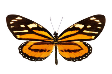 Butterfly (Lycorea ceres)