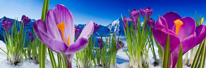 Fototapety  Wiosna w górach - krokusy w śniegu