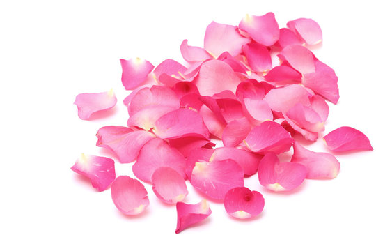 Closeup rose petals on white background