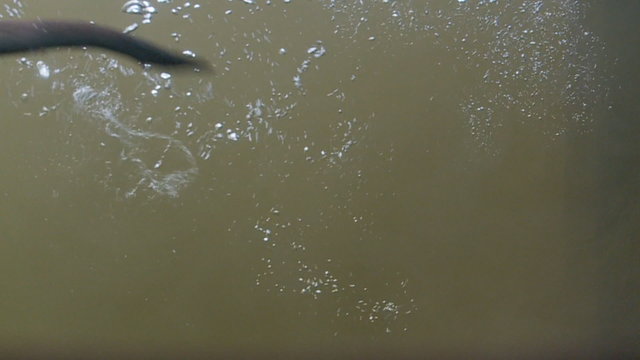 Tauchender Fischotter
