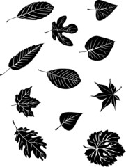 Set od various tree leaves