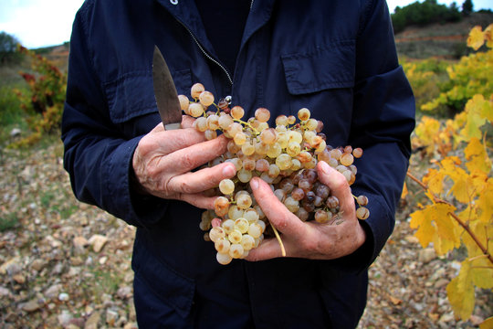 Vendanges tardives - d&eacute;tail de mains et raisin
