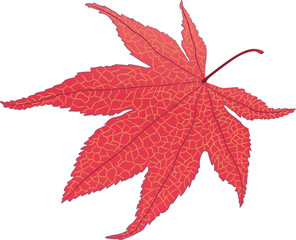 maple leaf