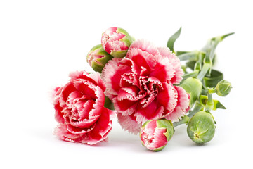 Carnations on white background - obrazy, fototapety, plakaty