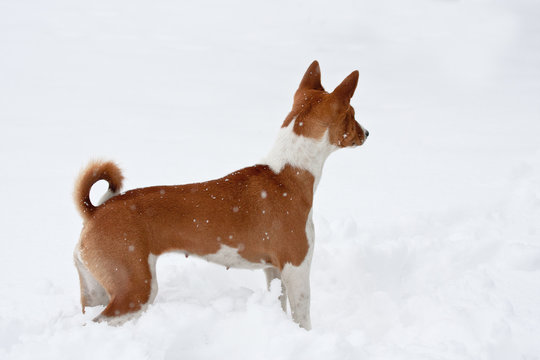 Dog In Deep Snow