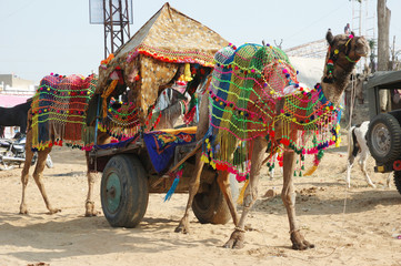 Decorated camel taking part at annual pushkar camel mela holiday