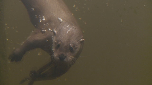 Tauchender Fischotter