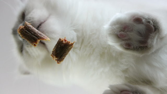 underneath view of white Birman cat eating cat sticks