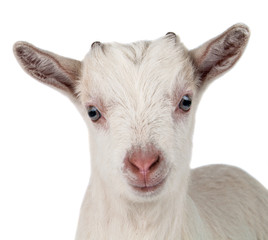 little goat isolated