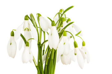 snowdrop flowers isolated