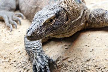 Komodo dragon