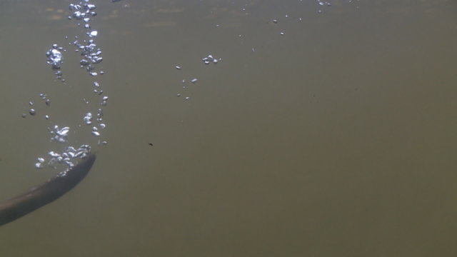 Tauchender Fischotter
