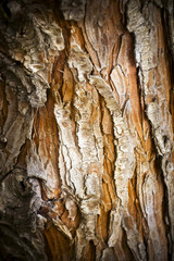 Pine tree trunk, nothing else.