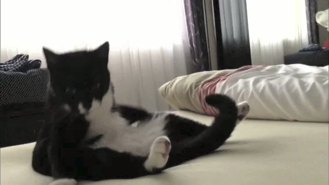 Kater sitzt auf dem Bett und putzt sich vor dem Schlafengehen