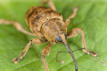 Hazelnut weevil Curculia nucum sitting on a leaf, extreme macro