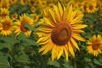 Fototapeta premium Sunflowers