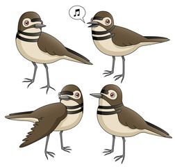 Fototapeta premium Cartoon Killdeer Set