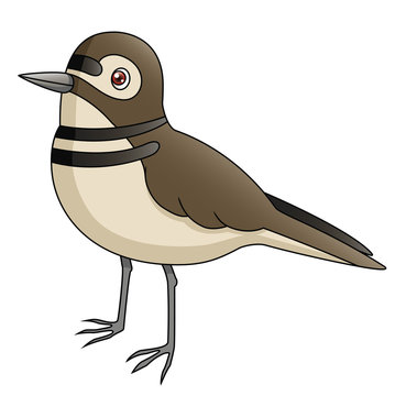 recommend clip art: Cartoon Killdeer Profile View