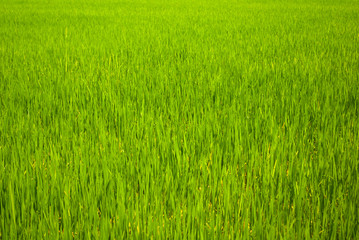 Rice field