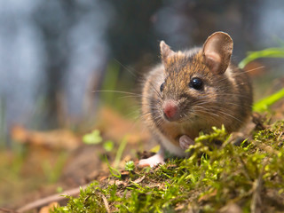Naklejka na ściany i meble mouse in natural habitat