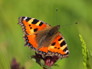 Obraz premium Small Tortoiseshell with green background