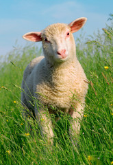 Moutons dans l& 39 herbe