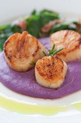 Scallops