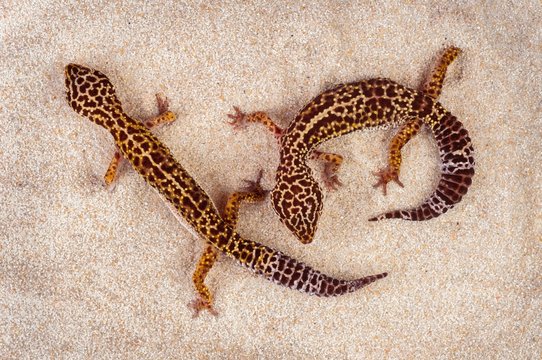 Two little geckos in the sand
