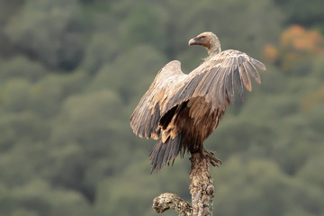 Buitre leonado posado en un &aacute;rbol