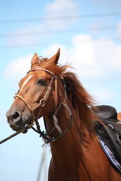 Chestnut horse portrait with bridle