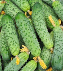 cucumbers in bulk