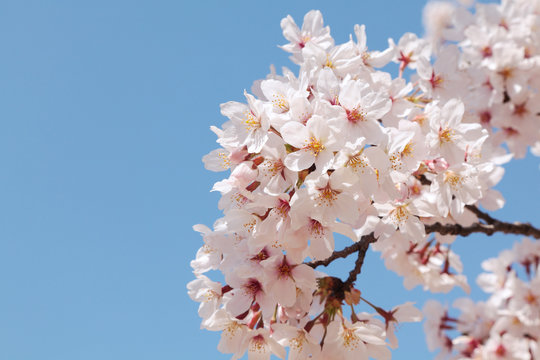 Cherry blossoms with blue sky