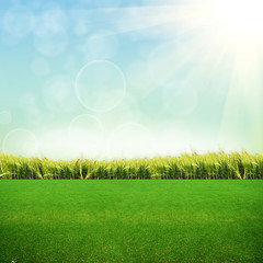 Fototapeta na wymiar green grass on the field