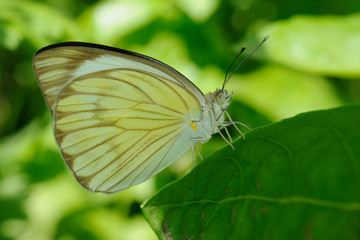 Farfalla - (Ascia monuste)