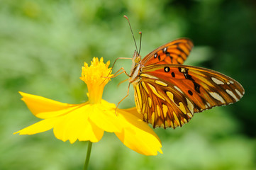 Farfalla - (agraulis vanillae -passion butterfly)