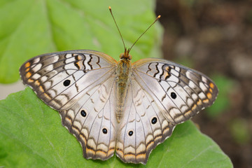 Farfalla - (anartia  jatrophae linnaeus)