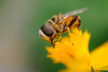 Sirfido - (syrphidae)