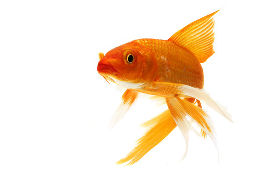 Fototapeta Golden Koi Fish
