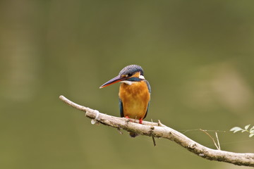 common kingfisher,Alcedo atthis
