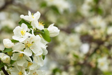 Obraz premium apple tree branch with flowers against blur background