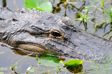 Fototapeta premium Alligator closeup in wild