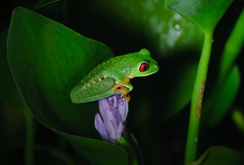 Frog on a flower