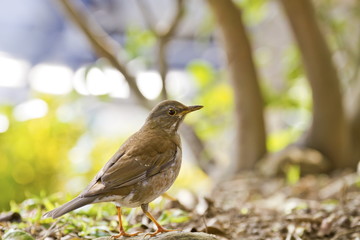 Pale Thrush,Turdus pallidus