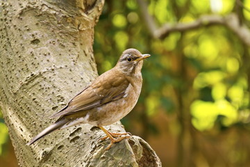 Pale Thrush,Turdus pallidus