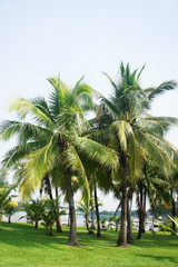 Fototapeta na wymiar Kokosowe drzewo